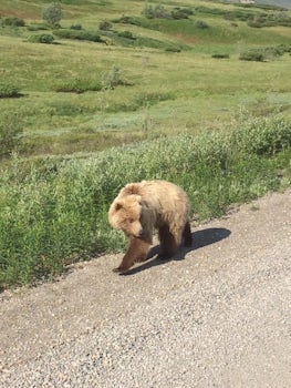 A mama bear (two cubs were following) strolling by our Kantishna bus tour i
