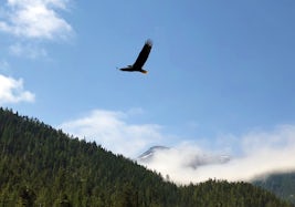 Bald Eagle In Flight - Skagway