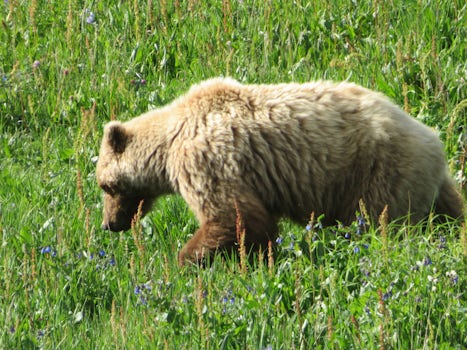 Grizzly Bear - Land Portion - Denali National Park
