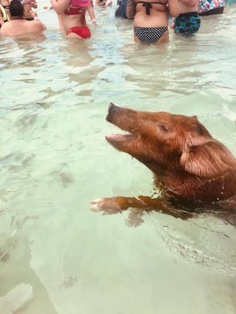 Swimming with the Pigs