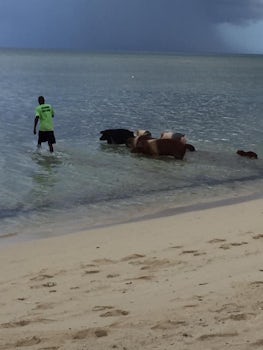 Swimming with the pigs 