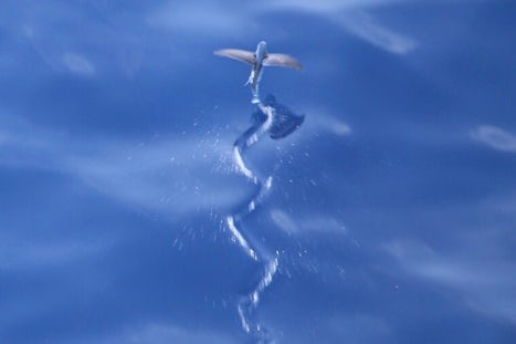 Flying fish from the side of the deck