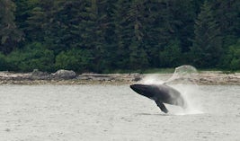 Humpback whale, 50 feet long, breaching, Morris Reef in Chatham Strait, fro