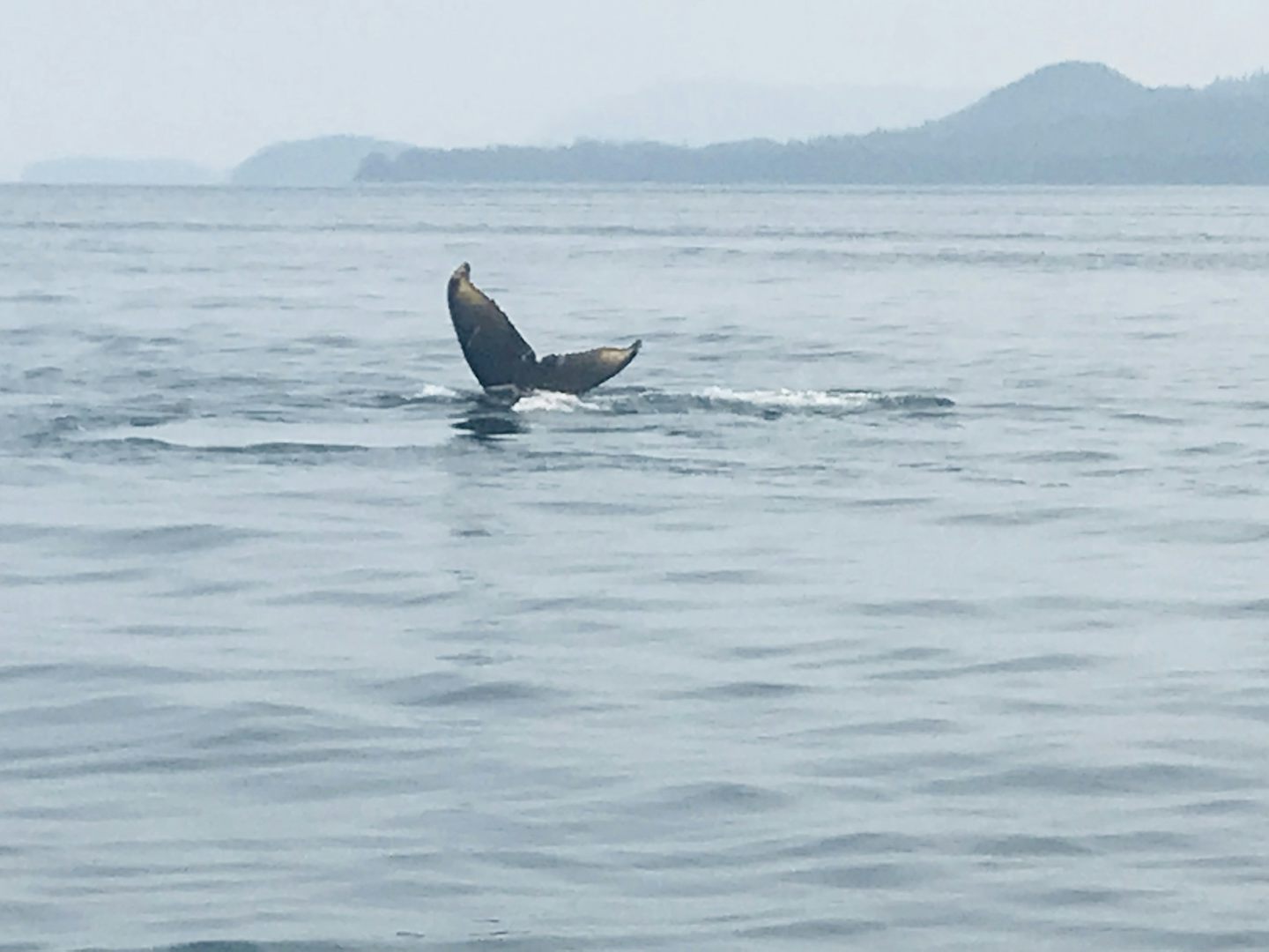 Whale Watch ... Juneau (baby tail)
