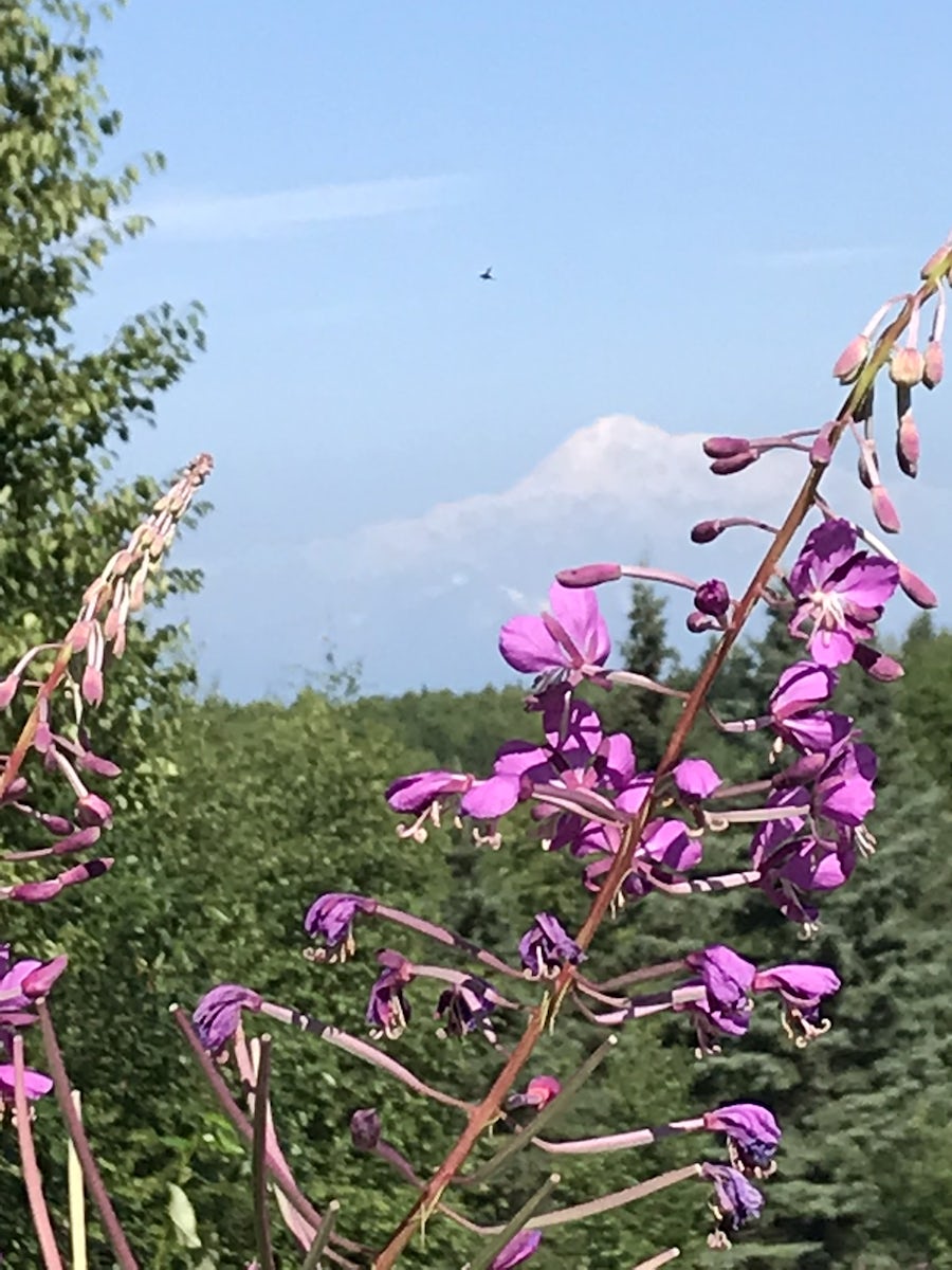 Lucky to be seeing Mt. Denali over 3 days in the clear warm skies ... was a