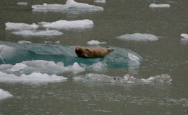 Seal on ice in Tracy Arm Fjord