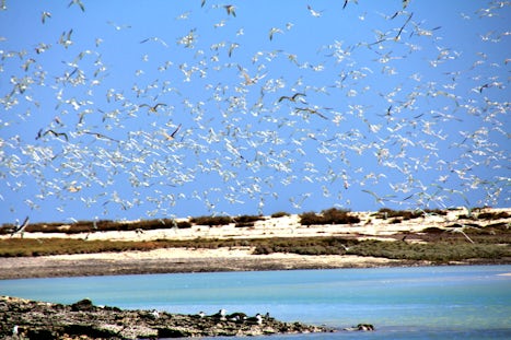 Lacepede Islands bird life.