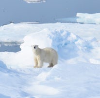 First sighting of a polar bear