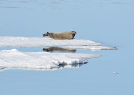 Seal in Myggbukkta, Greenland