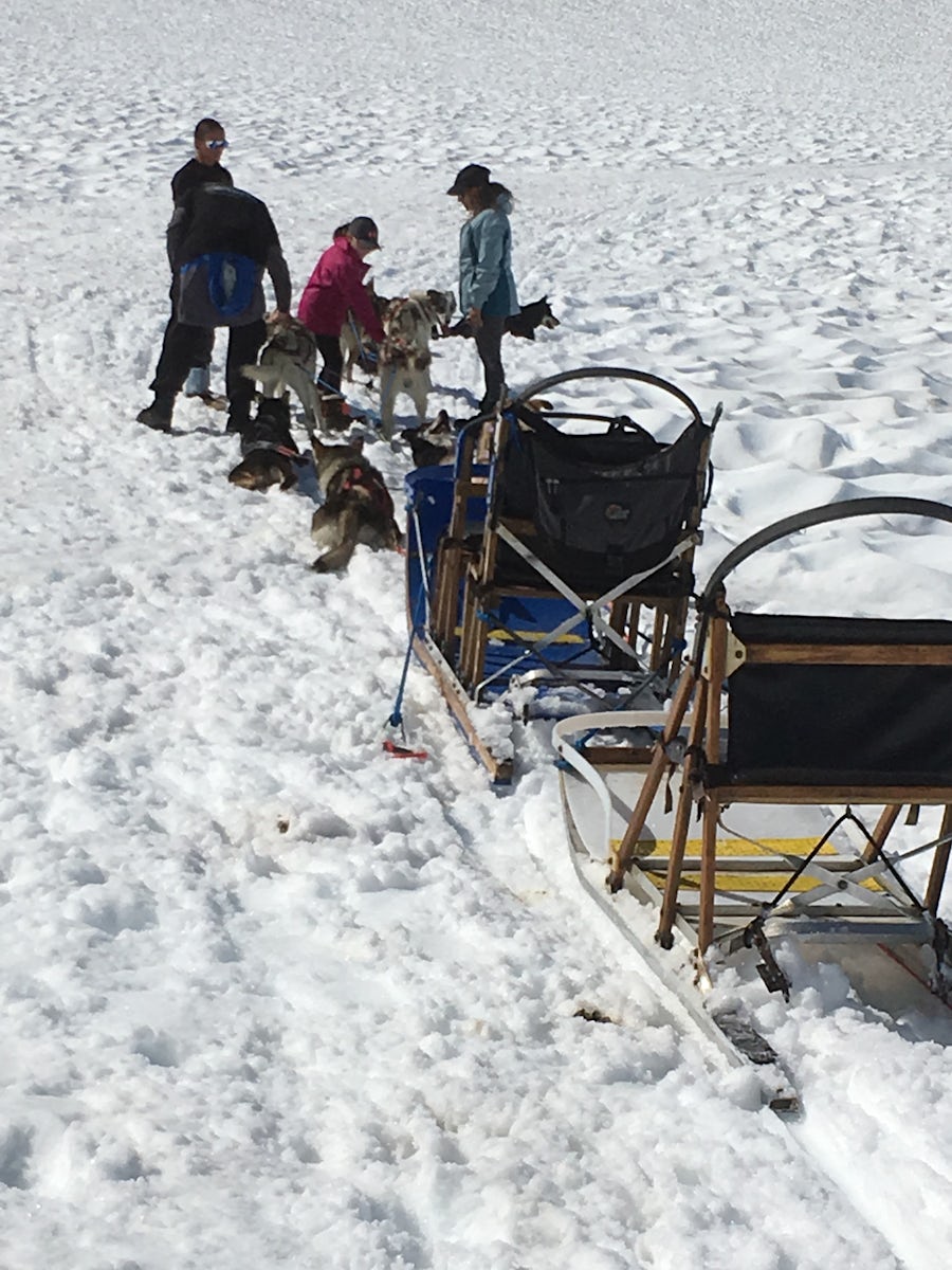 Dog sledding on Mendenhall Glacier 