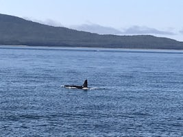 Orca seen on whale watching excursion in Juneau