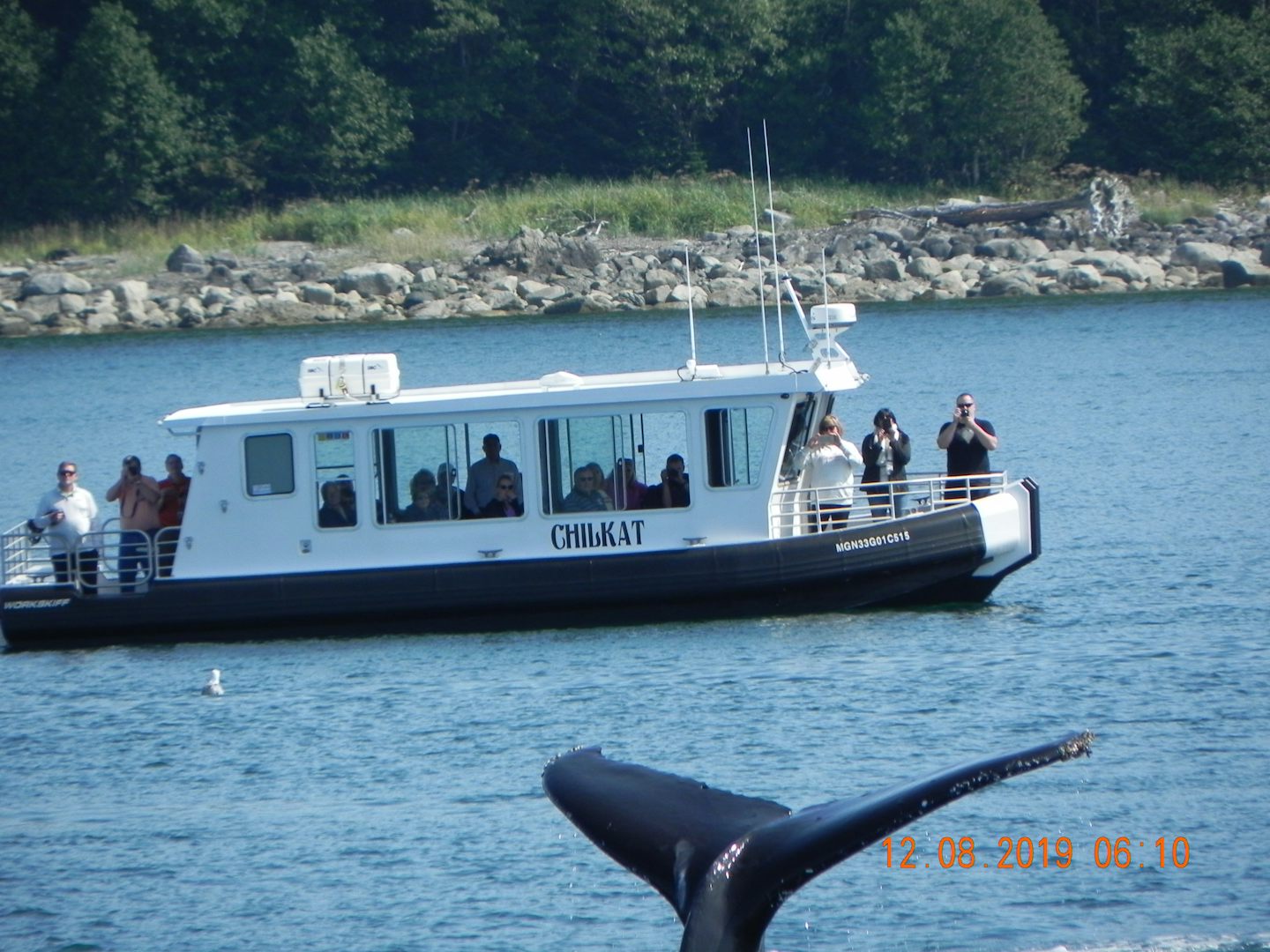 Whale watching, Humpbacks feeding out of Juneau.