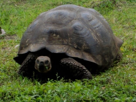 Giant tortoise 
