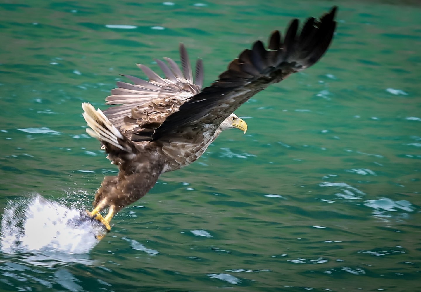 Sea eagle coming down for a fish! This was our rib boat excursion to find s