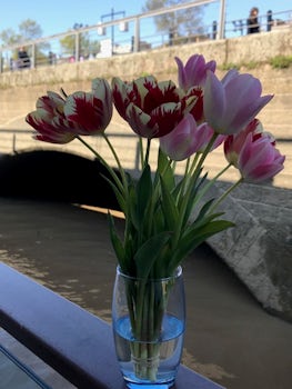 Tulips from local farmers market