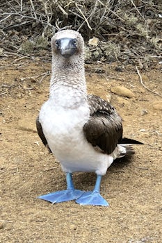 Blue footed boobie on Punta Pitt