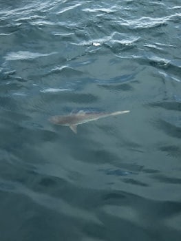 Shark by the ship in Baltra!!!