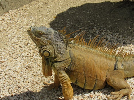 Iguana in Belize during River Wildlife Cruise