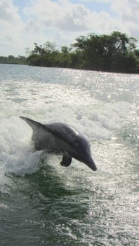 Dolphin following the boat on the river cruise in Belize