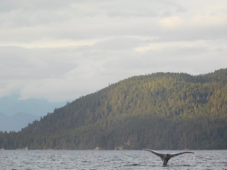 Final whale tail of the day in Juneau whale-watching excursion