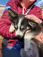 Sled dog puppies at CarCrossing in the Yukon Territory 