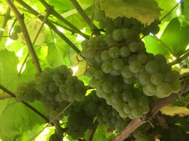 Wine tasting in Albarino wine region.