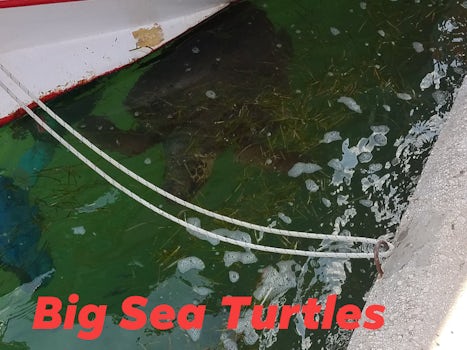 Big sea turtles