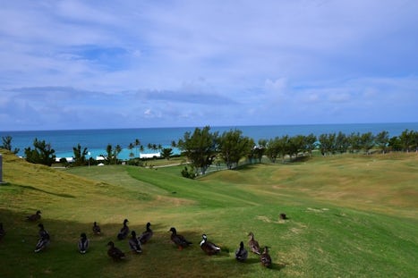Bermuda golf course