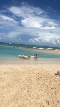 Swimming with pigs 