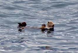 Sea otter as seen from just outside our stateroom.