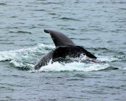 Humpback on the starboard side of the ship, taken from Lower Promenade Deck