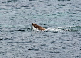 Sea Lion at Port of Sitka - taken from my deck chair just outside our Lanai