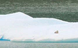 Seal pup on iceberg, Tracy Arm - taken from just outside our Lanai stateroo