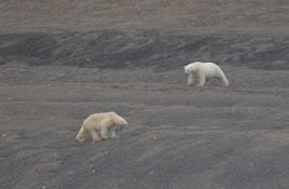 We went on the cruise to see polar bears -- and wonderfully we saw an encou