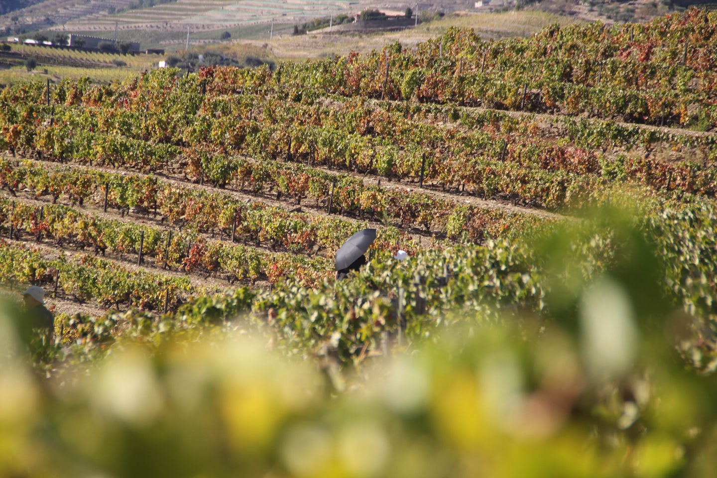 A vineyard in the heart of the Douro Valley