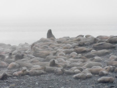 Sea lions near Juneau