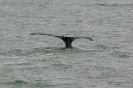 We spotted a total of 12 whales -- 10 during a whale-watching expedition an