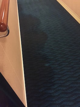 Carpet in walkway outside of stateroom soaked from floor drain overflowing.