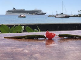 Geckos enjoying a cherry @ a pub on the main drag of Kona with our ship in 