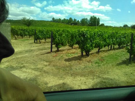 Our coach passes by a typical vinyard