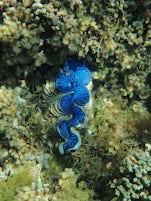 Blue clam (oyster) in the reef while snorkeling 