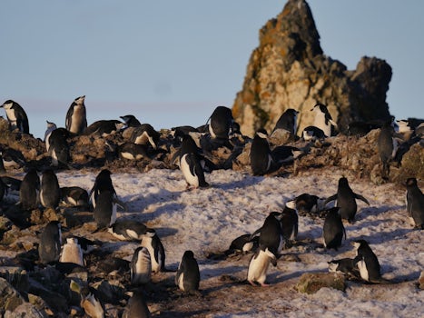 Penguins at Halfmoon Island