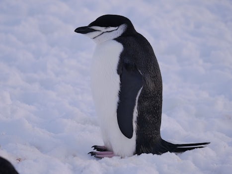 Penguin at Halfmoon Island