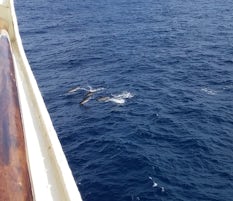 Dolphins swimming near the ship 