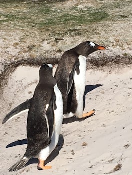 More penguins!