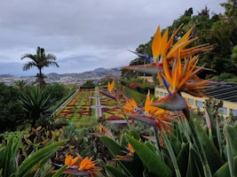 Lovely Birds of Paradise plants in the Botanical Gardens in Funchal, Madeir