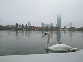A swan just outside my stateroom window, with the Tower of Mordor in the ba