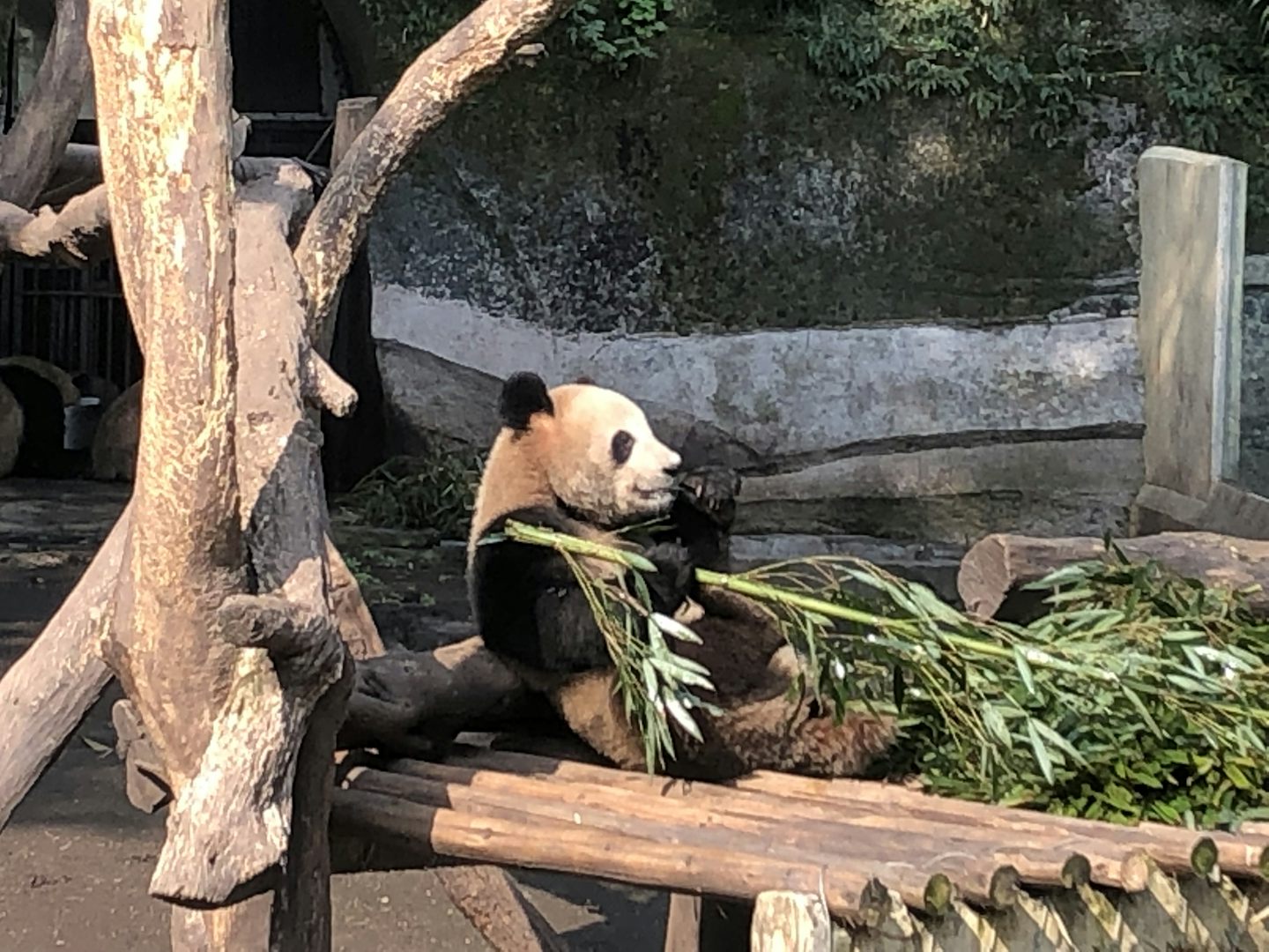 Panda at the Chongqing zoo
