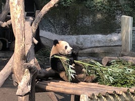 Panda at the Chongqing zoo
