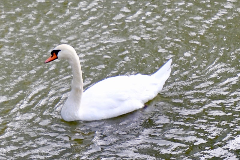 Friendly swan